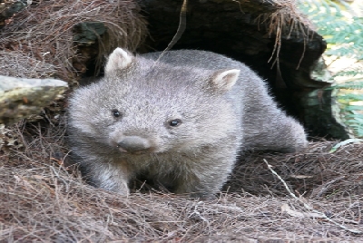 Australien Golfreisen und Golfurlaub